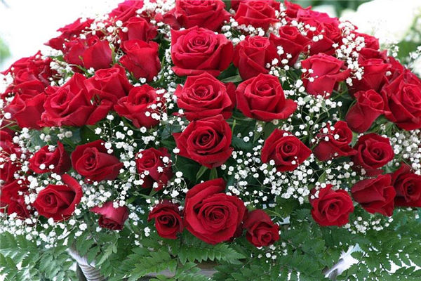 老婆生日送什么花，送什么花浪漫