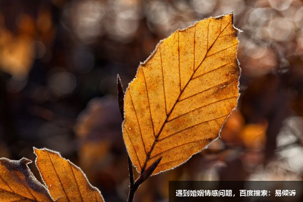 心靈之約導(dǎo)師/心理咨詢師-擅長人際關(guān)系、情緒疏導(dǎo)、家庭困擾、情緒壓力、婚姻戀愛、心理健康