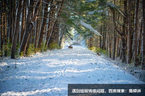 蔣雅婷心理咨詢師-擅長認知行為療法，團體咨詢，辯證行為療法，經(jīng)典精神分析