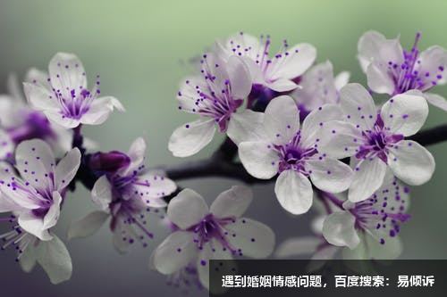 李梅心理咨詢(xún)師/傾訴師-耐心細(xì)致，分析精準(zhǔn)