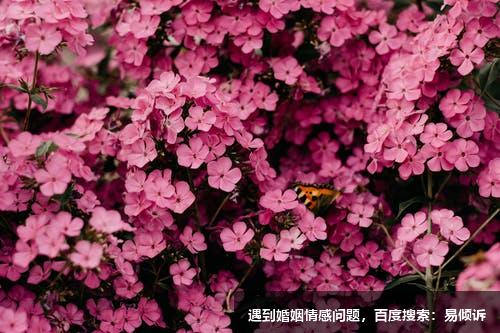 翟洋心理治療師，專注婚姻家庭婚外情等婚姻關(guān)系的解決