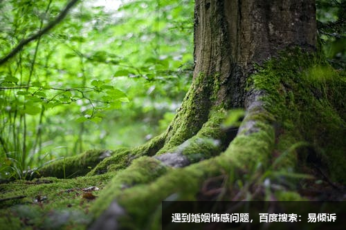 安妮咨詢師-擅長(zhǎng)情緒疏導(dǎo)、心理健康、人際關(guān)系、兩性心理