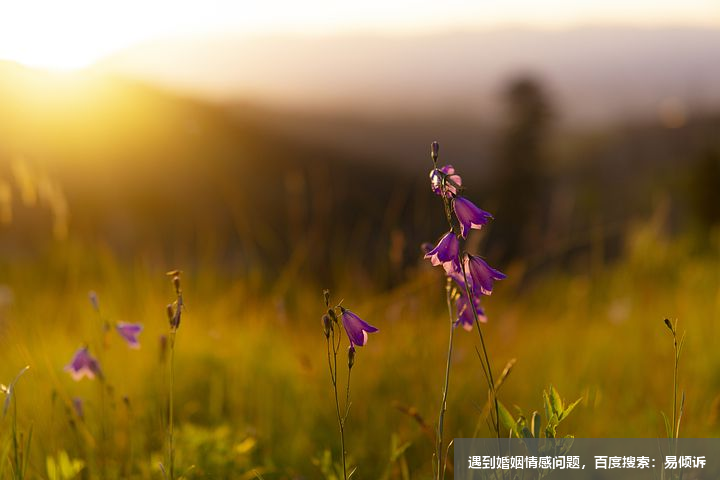 王璐心理咨詢師-擅長整合取向，情緒聚焦療法，心理動力取向