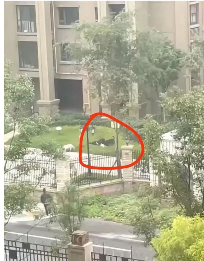 成都女童遭烈犬撕咬事件：必須將狗主人繩之以法！