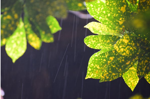 下雨天的撩人情話句子，借雨表達(dá)愛(ài)情的詩(shī)句
