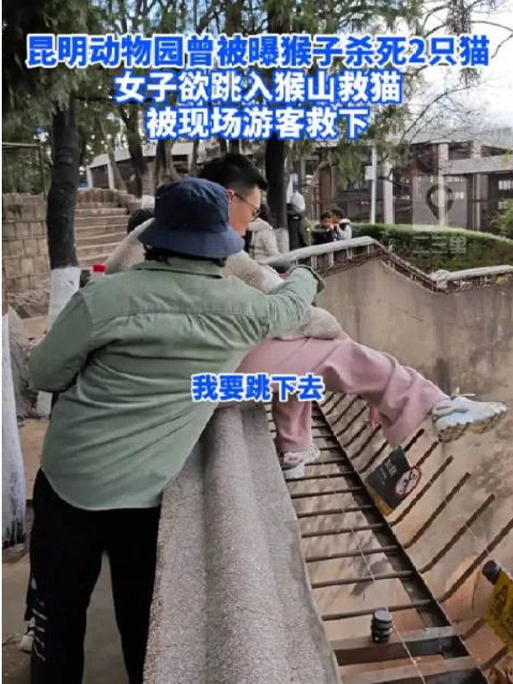 昆明“猴子虐貓事件”持續(xù)發(fā)酵，背后需要思考什么？