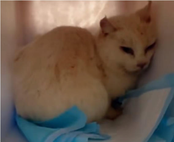 昆明“猴子虐貓事件”持續(xù)發(fā)酵，背后需要思考什么？