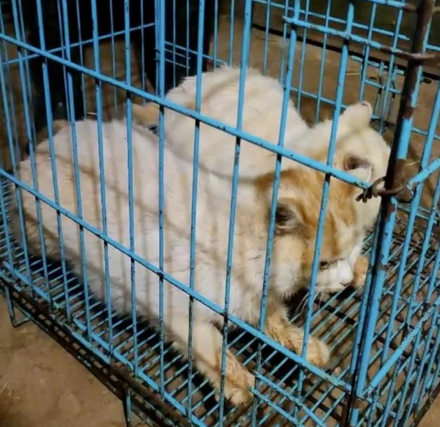 昆明“猴子虐貓事件”持續(xù)發(fā)酵，背后需要思考什么？